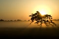 Tree silhouette sunrise