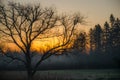 Tree silhouette at sunrise