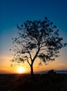 Tree silhouette with sunrise in the morning Royalty Free Stock Photo