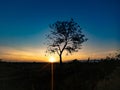 Tree silhouette with sunrise in the morning Royalty Free Stock Photo