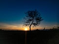 Tree silhouette with sunrise in the morning Royalty Free Stock Photo