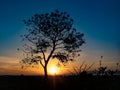 Tree silhouette with sunrise in the morning Royalty Free Stock Photo