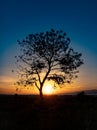 Tree silhouette with sunrise in the morning Royalty Free Stock Photo