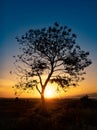 Tree silhouette with sunrise in the morning Royalty Free Stock Photo
