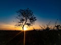 Tree silhouette with sunrise in the morning Royalty Free Stock Photo