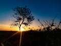 Tree silhouette with sunrise in the morning Royalty Free Stock Photo