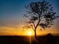 Tree silhouette with sunrise in the morning Royalty Free Stock Photo