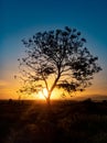Tree silhouette with sunrise in the morning Royalty Free Stock Photo