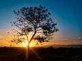 Tree silhouette with sunrise in the morning Royalty Free Stock Photo