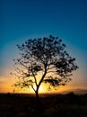 Tree silhouette with sunrise in the morning Royalty Free Stock Photo