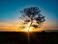 Tree silhouette with sunrise in the morning Royalty Free Stock Photo