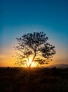 Tree silhouette with sunrise in the morning Royalty Free Stock Photo