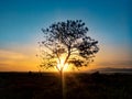 Tree silhouette with sunrise in the morning Royalty Free Stock Photo