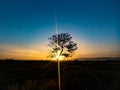 Tree silhouette with sunrise in the morning Royalty Free Stock Photo