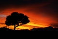 A tree silhouette at sunset. African sunset. Beautiful red yellow sunset Royalty Free Stock Photo