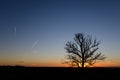 Tree silhouette by sunset