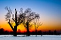 Tree Silhouette at Sunset in a Snowy Landscape Royalty Free Stock Photo