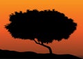 Tree silhouette in sunset Royalty Free Stock Photo