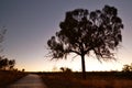 Tree silhouette at sunset. Kings Canyon Resort. Watarrka National Park. Northern Territory. Australia Royalty Free Stock Photo