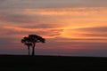 Silhouette of trees during sunet in the african savannah.