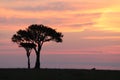 Silhouette of trees during sunet in the african savannah.