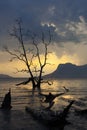 Tree silhouette , sunset at national park Bako - Borneo, Malysia Royalty Free Stock Photo