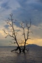 Tree silhouette , sunset at national park Bako - Borneo, Malysia Royalty Free Stock Photo