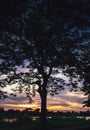 Tree silhouette at sunset next river lake