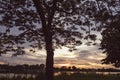 Tree silhouette at sunset next river lake