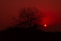 Tree silhouette at sunset with red sky. The sun sets on the horizon.