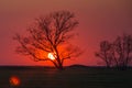 Tree silhouette sunset red sun circle Royalty Free Stock Photo