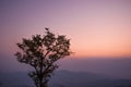 tree silhouette with sunset sky Royalty Free Stock Photo