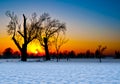 Tree Silhouette at Sunset in a Snowy Landscape Royalty Free Stock Photo