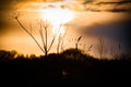 Sunset of yellow and orange over a tree silhouette