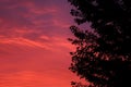 Tree silhouette under a cloudy sky during the pink sunset in the evening Royalty Free Stock Photo