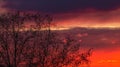 Tree silhouette under a cloudy sky during a red sunset in the evening Royalty Free Stock Photo