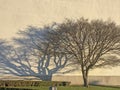 Tree silhouette on wall background with morning sun ,branches and shadow, green grass. Image Royalty Free Stock Photo