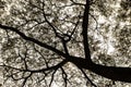 Tree silhouette on white background. Simple natural background. A tree with small crooked twigs against a clear sky