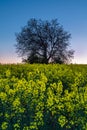 Tree silhouette in yellow rapeseed field. Sunset nature landscape. Blooming raps Royalty Free Stock Photo