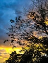 Tree silhouetted against beautiful sunset Royalty Free Stock Photo