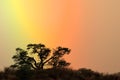 Tree silhouetted against rainbow sky Royalty Free Stock Photo