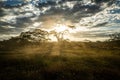 Tree silhouetted against a setting sun reflection on water. Typical african sunset with acacia trees in Masai Mara Royalty Free Stock Photo