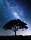 Tree silhouetted against a starry night sky