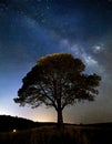 Tree silhouetted against a starry night sky