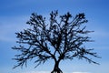 Tree silhouetted with blud sky Royalty Free Stock Photo