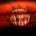 Tree silhouetted by giant orange solar sunset in FingerLakes upstateNY Royalty Free Stock Photo