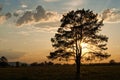Tree silhouetted at sunset Royalty Free Stock Photo