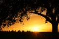 Tree silhouetted at sunset Royalty Free Stock Photo