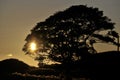 Tree silhouetted at sunset