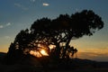 Tree silhouetted at sunset Royalty Free Stock Photo